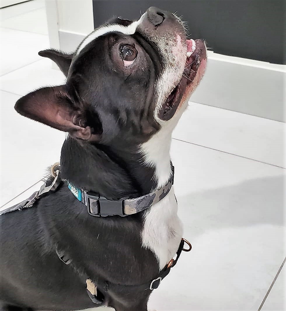 DrEllenKinzl's tweet photo. Murphy, demonstrating the pose that virtually guarantees extra treats. Could you resist that face??
.
.
#supercute #focused #treats #canarydistrict #veterinarian #downtowndog #toronto #CDAH https://t.co/doJ6sGQ1G1