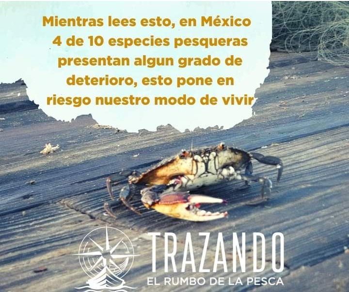 Programas que fomenten la pesca sustentable, donde se garantice el bienestar  social ,  económico  y  en el océano son indispensables ante la necesidad  de seguir viviendo dignamente  de la pesca.