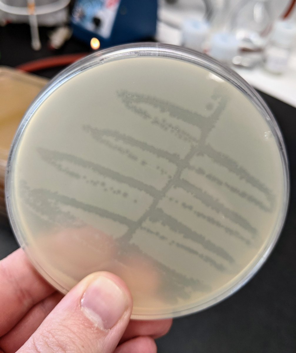 Classic phage M13 is just a miracle of life - a complete virus with a genome smaller than some dumb plasmids used for cloning (6.4kb). ❤️🍝🧬