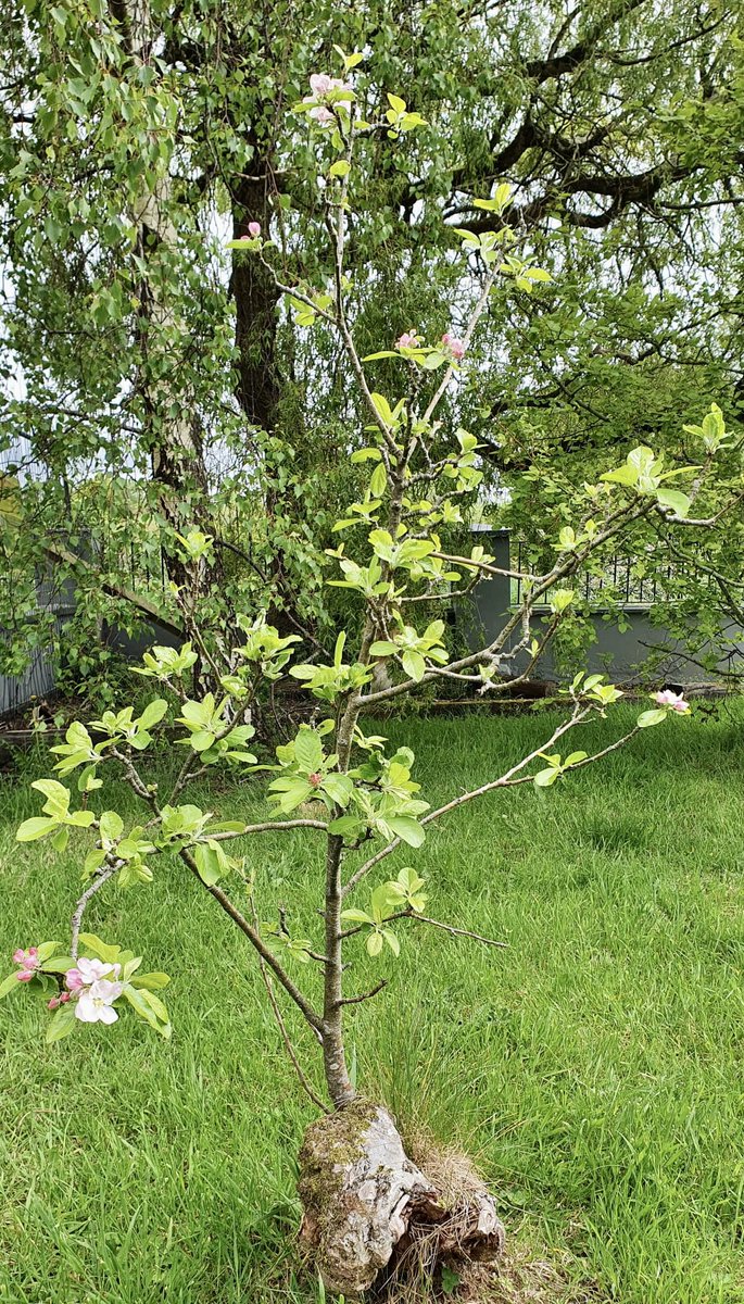 Nature features prominently in Spark. Donal Horgan,writes how a little apple tree in his garden became so significant after his heart surgery.The tree had been cut to the ground started to grow and renew again it became symbolic and regenerated optimism toward his own recovery🌿
