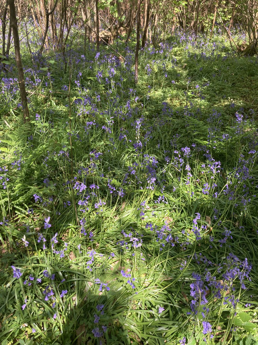 foodgrower's tweet photo. Nature and the sea. The day started well with a #woodland walk next to the #campsite which was full of #bluebells & #woodanemone then a lovely walk around the @ryeharbour_NR with #seaspurge flowering #seakale & #ivyleavedtoadflax. A perfect day by the #coast #campervanadventures https://t.co/Y1rnM1f5yF