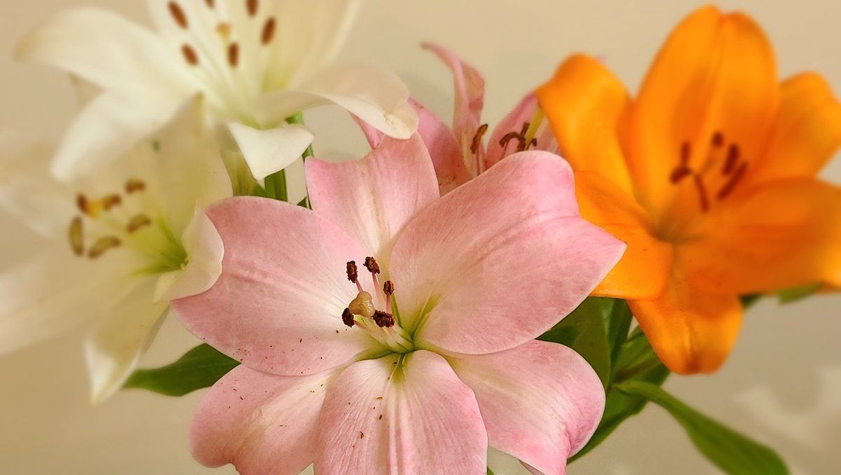 CELInnovates's tweet photo. Happy Mother's Day!
From everyone at Cleveland Electric Labs

#mothersday #mom #lilly #flowers #weappreciateyou https://t.co/TqM7aIjyQm