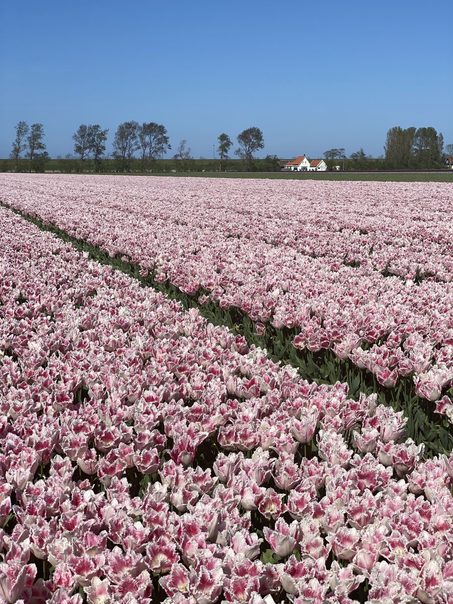 Trea Murphy 🌷 tweet media