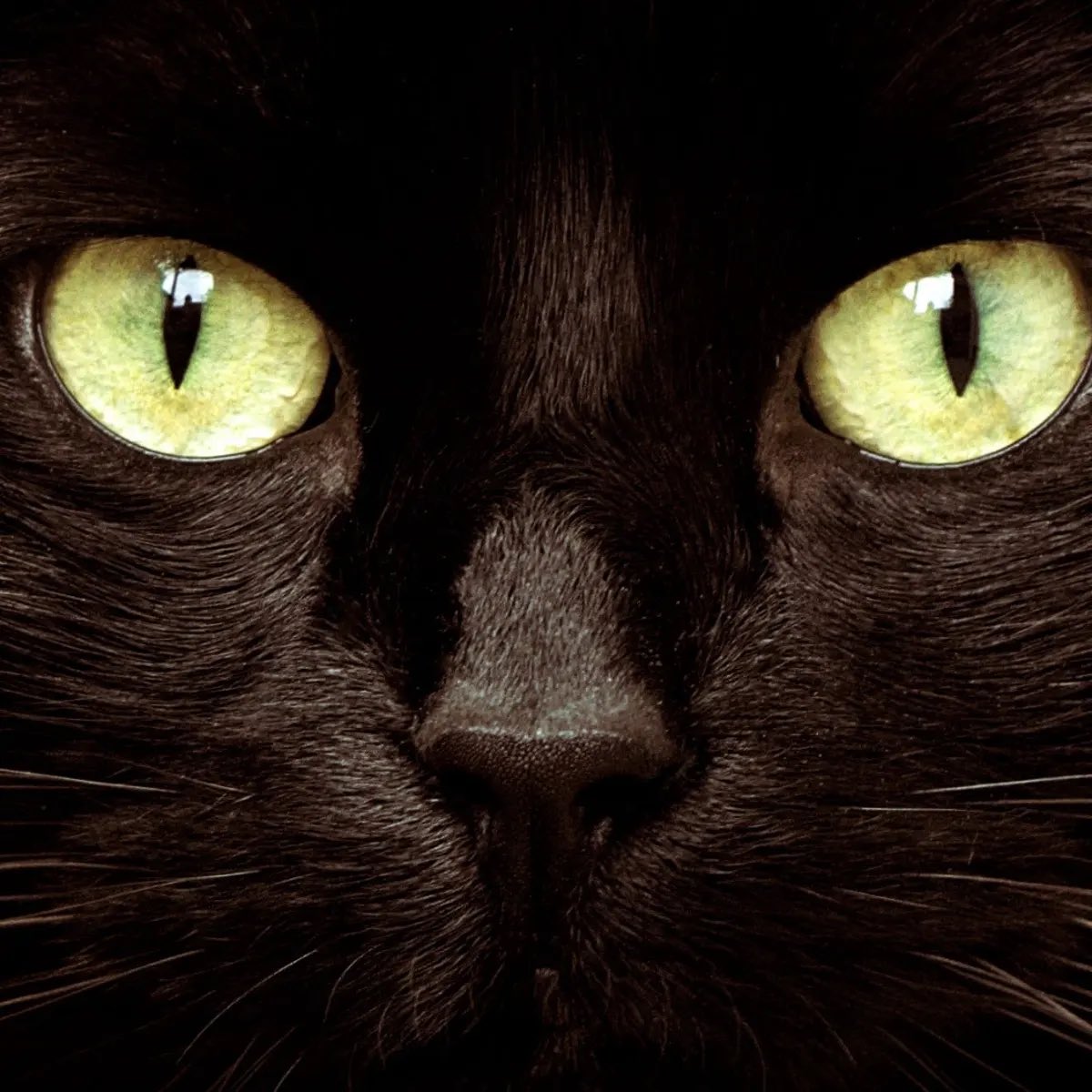 kittyOwned's tweet photo. boo&amp; https://t.co/wltuibnp6e