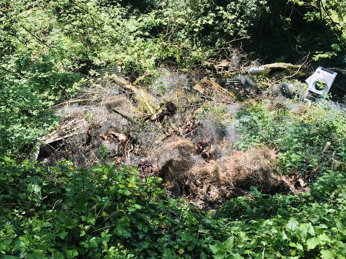 On our Mass Trespass of the Duke of Somerset’s pheasant shoot woods, we’ve discovered a mass grave of scores of discarded pheasants, wire mesh fencing, &amp; fly-tipped rubbish. 

We’re here to draw back the veil of secrecy that hides how landowners - not ramblers - trash nature.