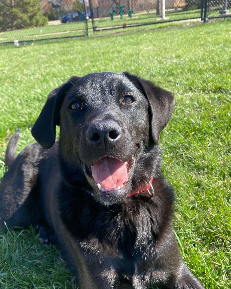 PGIdogs's tweet photo. Smile, it’s Sunday! Poppy hopes you have an amazing, relaxing day! 🌼☺️
•
•
•
#servicesdogsintraining #pgidogs #dogs #servicedogs #servicedogsofinstagram #dogsofpeoria #pgi #sundayvibes https://t.co/DGrlTyYGmd