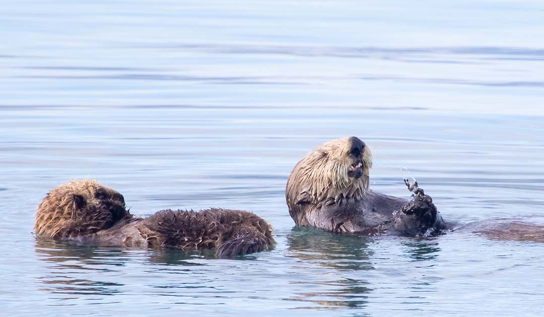 Happy Mother’s Day to everyone who shows love like a mother! Sometimes life in the animal kingdom even looks a lot like life in our society. To celebrate all kinds of moms, here are some relatable stories, from sea otters to moose! 🦦 🦌ow.ly/L3ss50J1JNC #HappyMothersDay
