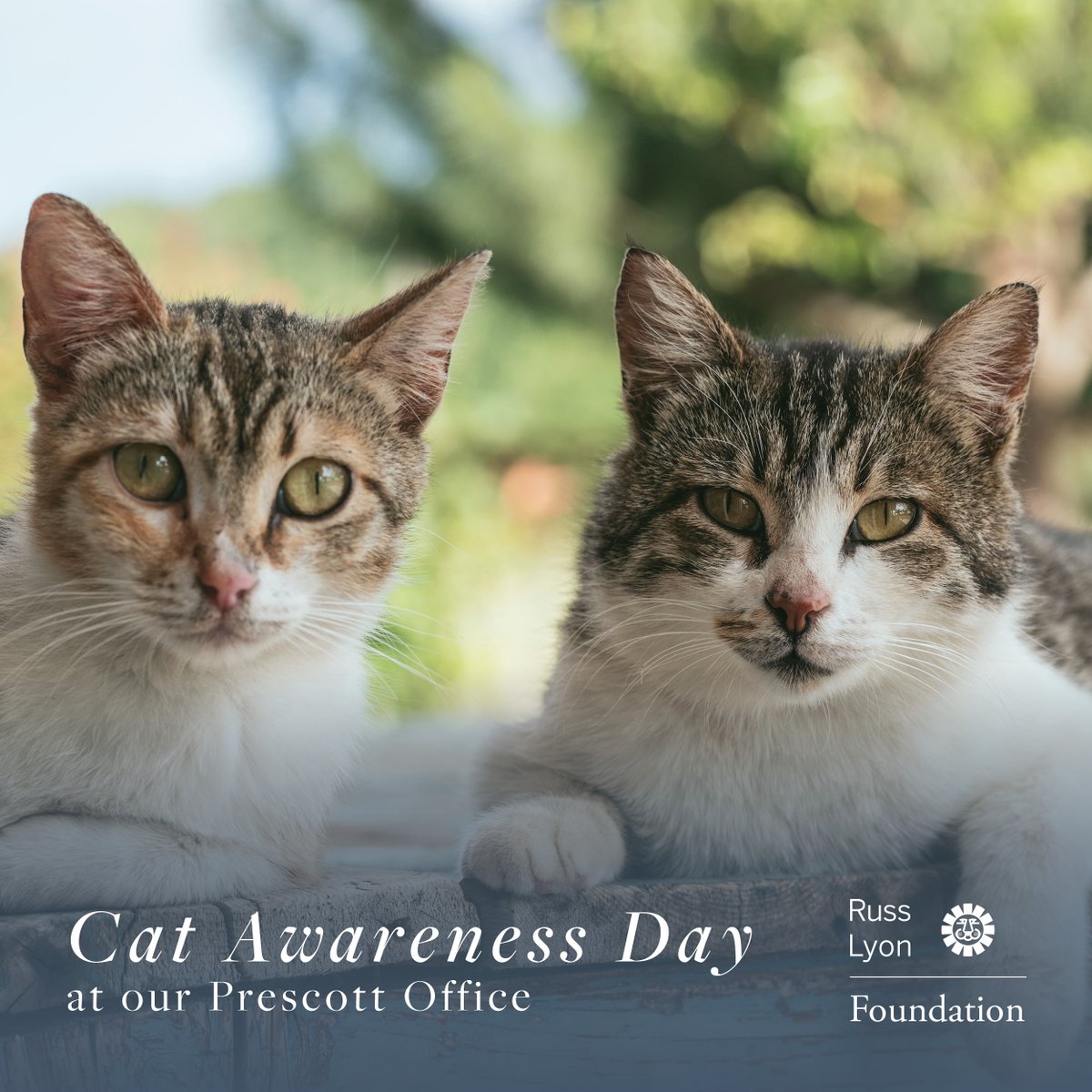 Our Russ Lyon Sotheby's International Realty Prescott agents are holding a cat awareness day May 12th from 11 am - 3 pm. 

Learn More about our event: https://t.co/5ZOaNPXB7M https://t.co/krFvRIE3xa