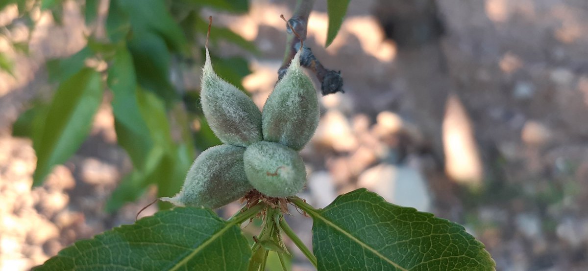Así luce la variedad de almendra Felisia