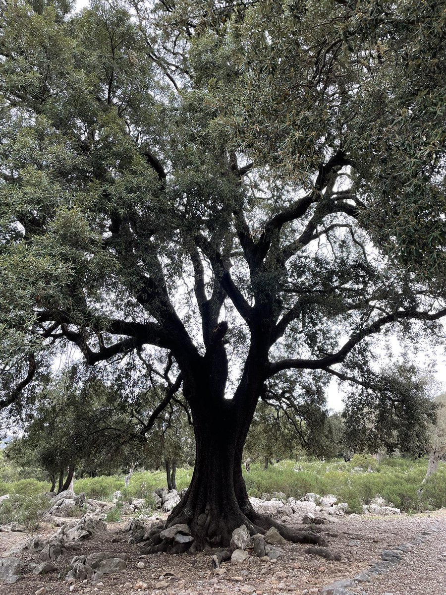 vandygirl1998's tweet photo. 12 ish miles from PollenΓ§a climbing the Pilgrimβs Path through a hobbit forest to the monastery at Lluc. #TiredFeet #HappyMamas #FeetsAcrossMallorca https://t.co/flWLkvgcQE