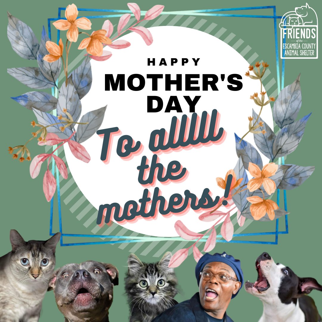 ECASFriends's tweet photo. Happy, Happy Mother's Day to allllll the Mothers! Hoping your day is as special as you all are, Friends 🐾💖🐾💖🐾 https://t.co/tIjpS0Lz4l