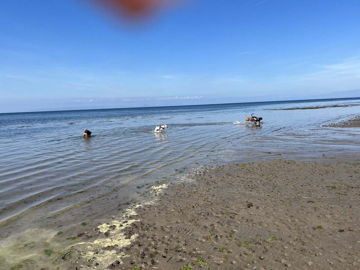 BeithKerry's tweet photo. Sunday fun with the dogs https://t.co/4YAhhUrj3I