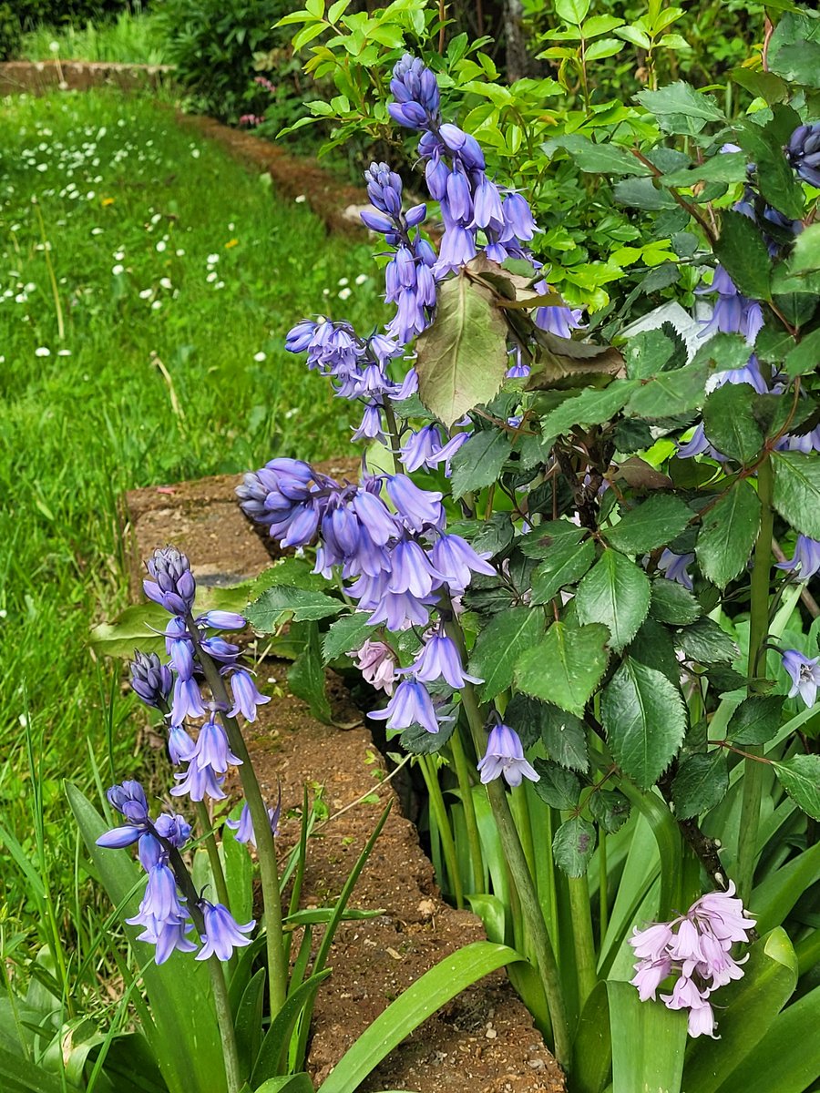 appgiardiniera's tweet photo. Ogni giorno c'é una sorpresa in giardino.. https://t.co/sQJ6jGPqqa