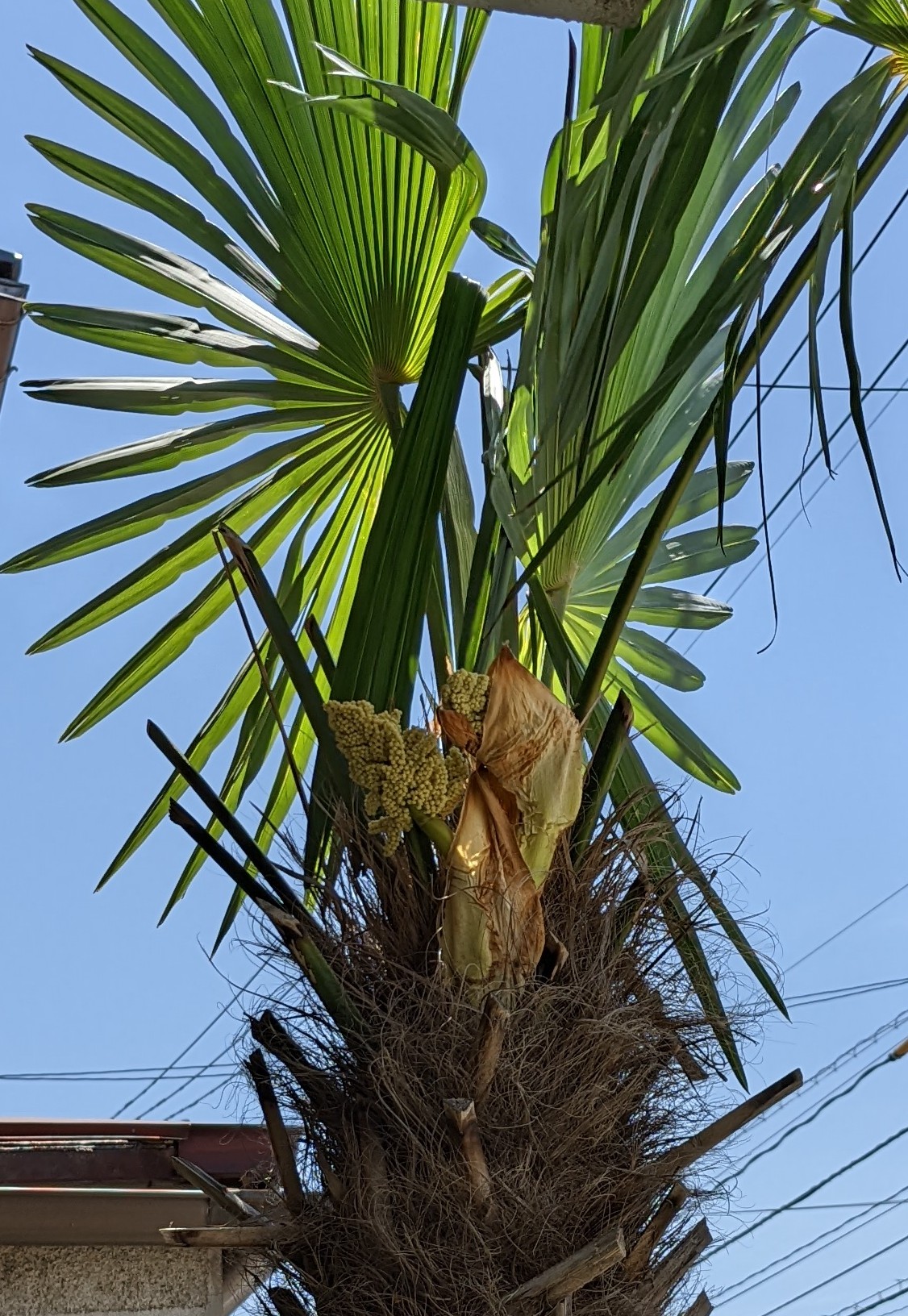 かしま たつふみ 加嶋辰史 我が家のお花ラッシュ始まる シュロの花 年中咲くバラ 越冬したピンク まるで南国みたい 庭 雑草 多年草 おかえり T Co Vvtun6iaqg Twitter