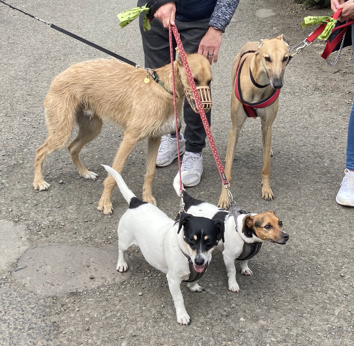 Greyhound Rescue Fife tweet media