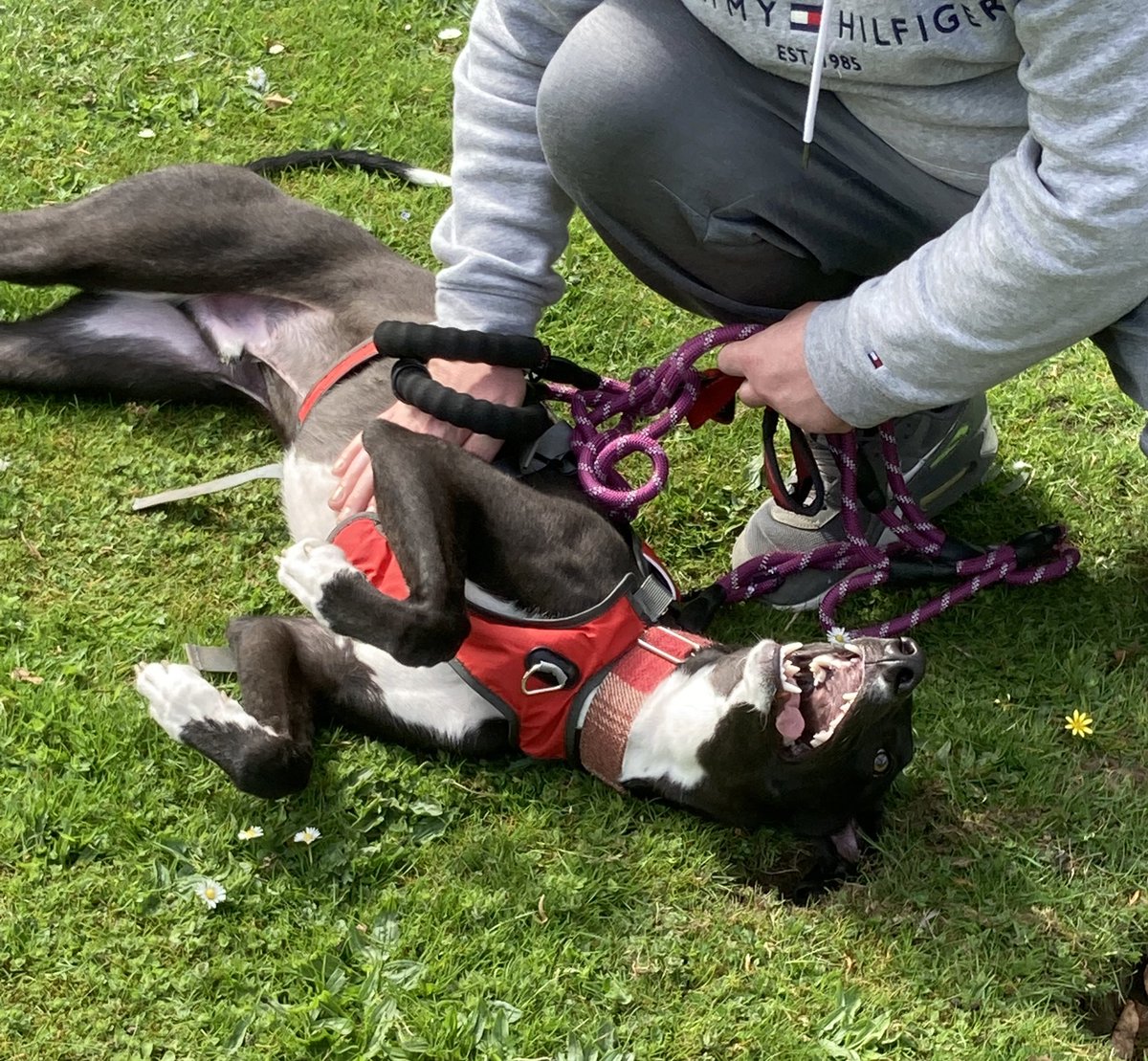 Greyhound Rescue Fife tweet media