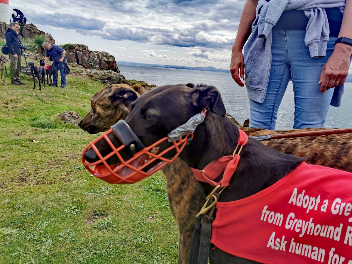 Greyhound Rescue Fife tweet media