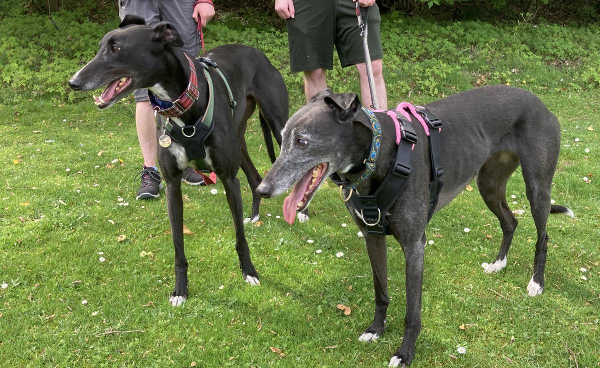 Greyhound Rescue Fife tweet media