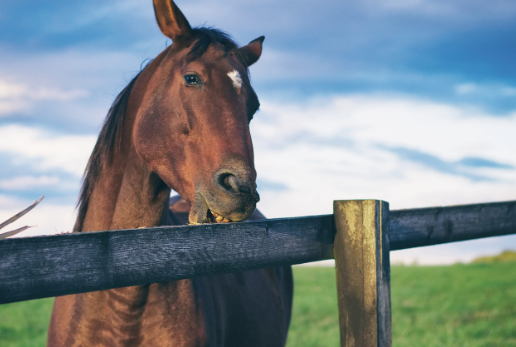 AspenGoldBed's tweet photo. If your horse likes to eat objects that he’s not meant to, there may be a reason behind it. Learn why he’s doing it and how to handle this behavior. #horses https://t.co/zkgDRVpR8T https://t.co/kttGlJ867u