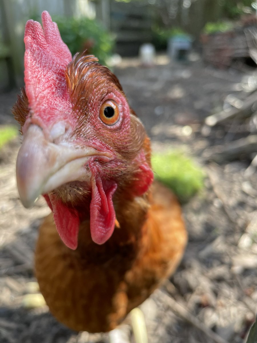 KateDack's tweet image. Veronica chicken hoping I have treats.