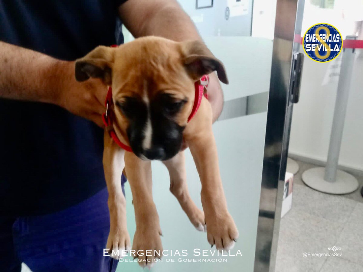 EmergenciasSev's tweet photo. 🟥COLABORACIÓN CIUDADANA 
Una persona ha entregado estos dos perros en la Jefatura de @PoliciaSevilla al estar deambulando y cruzando las avenidas. Están en buen estado.
Si conoces al propietario, se encuentran en el Zoosanitario del @Ayto_Sevilla a su disposición.
#Gobernación https://t.co/dZRw9vAhJT
