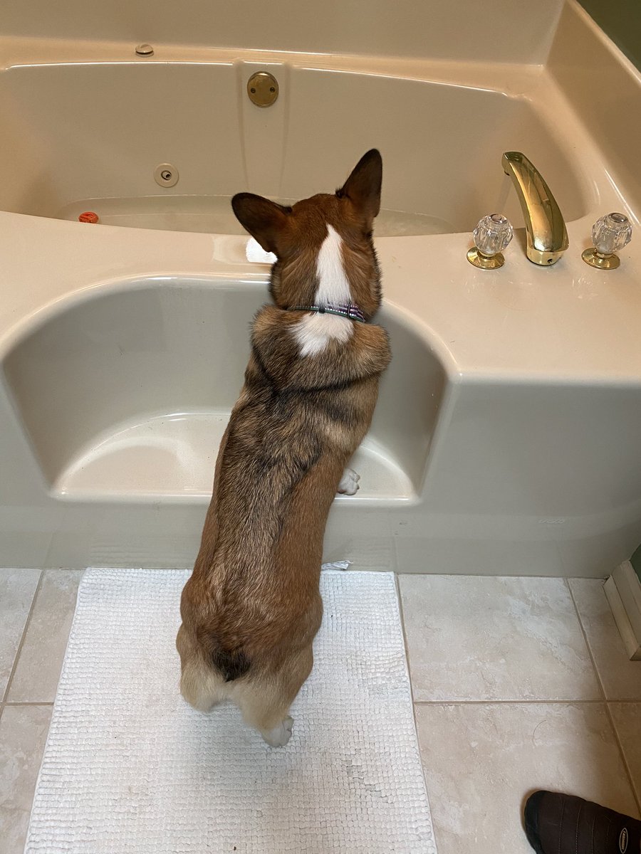 Momma tricked me Frens! I thought I was getting bathtub play time, but she gave me shampoos. #CorgiCrew #dogsoftwitter
