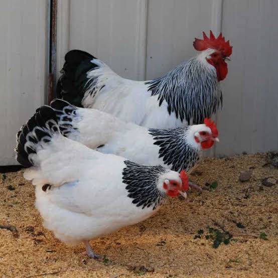 Sussex chicken breed lays about 4-5 large brown eggs every week.

What this means is that it lays about 208-260 eggs in a year. One of the most beautiful chickens