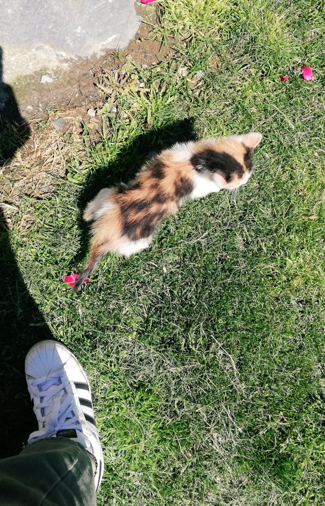 PauMurado's tweet photo. Tal día coma hoxe hai un ano esta ratiña saíu de paseo por primeira vez comigo. 
Hoxe todo é dela, coma un tigre e seu territorio❤️ https://t.co/clnQMoUk9V
