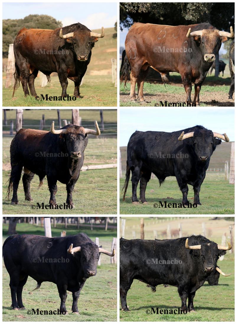 objetivoeltoro's tweet photo. 🔴MADRID! Los toros de #MONTALVO que abrirán #SanIsidro2022 en el campo.
Orden de lidia (de izq a derecha y de arriba abajo)
#DanielLuque #LopezSimon #AlvaroLorenzo
@LasVentas @zunigatoros https://t.co/gL7EZHyPt3
