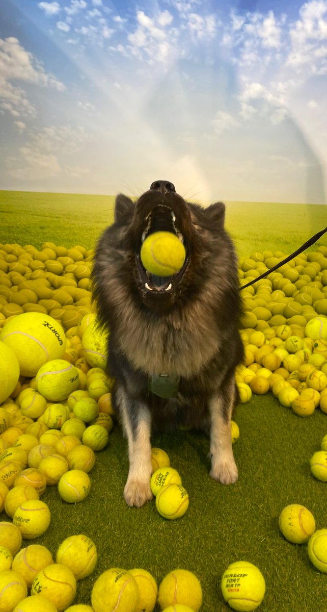 anneschlaepfer's tweet photo. Volgens mij had de hond het naar zijn zin vandaag. #BAL #animalevent #beeksebergen #eurasier https://t.co/uyQmnHkYSs