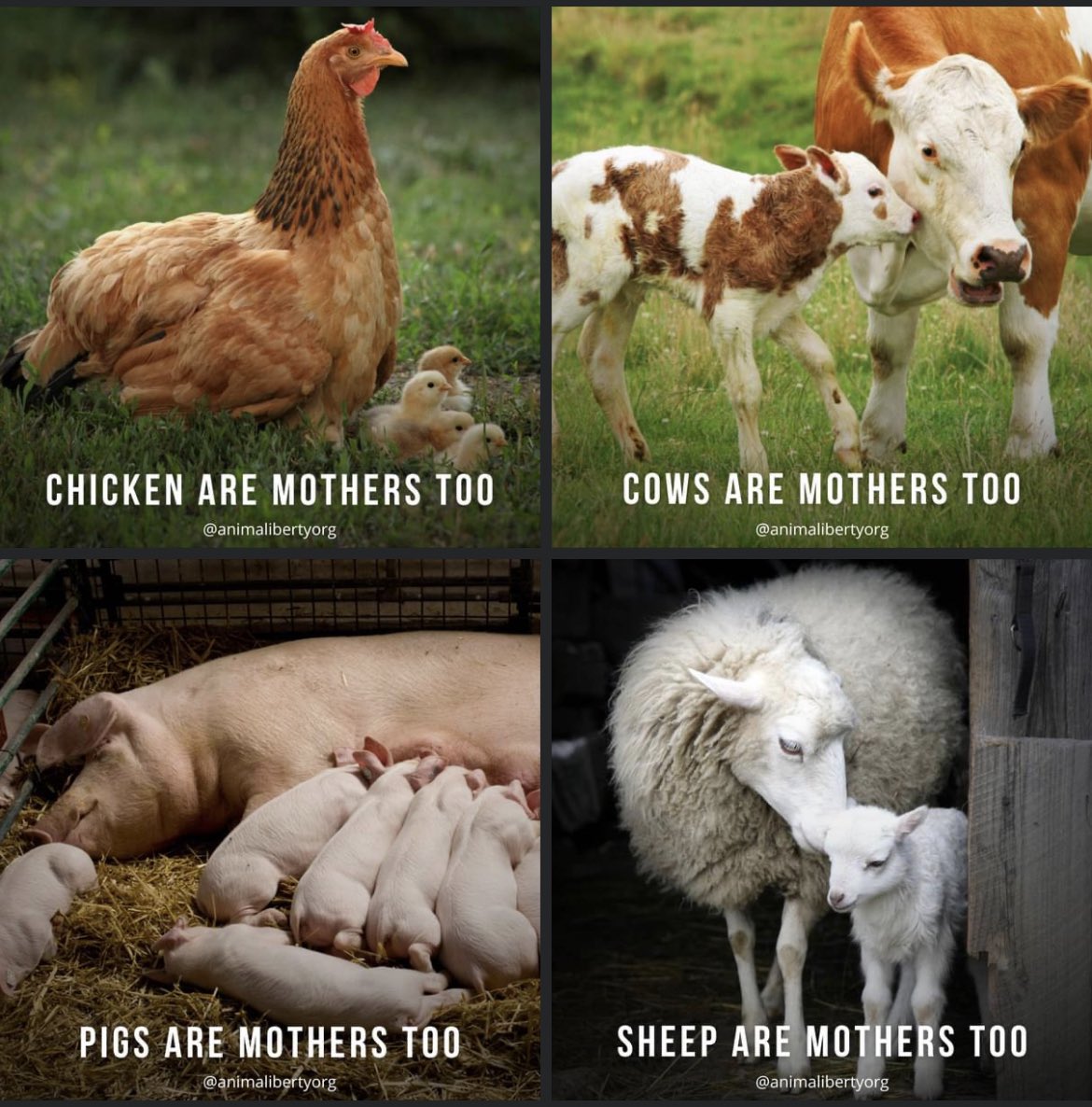 veganhotty's tweet photo. Happy Mother’s Day 💞 https://t.co/NbtWX4J6VN