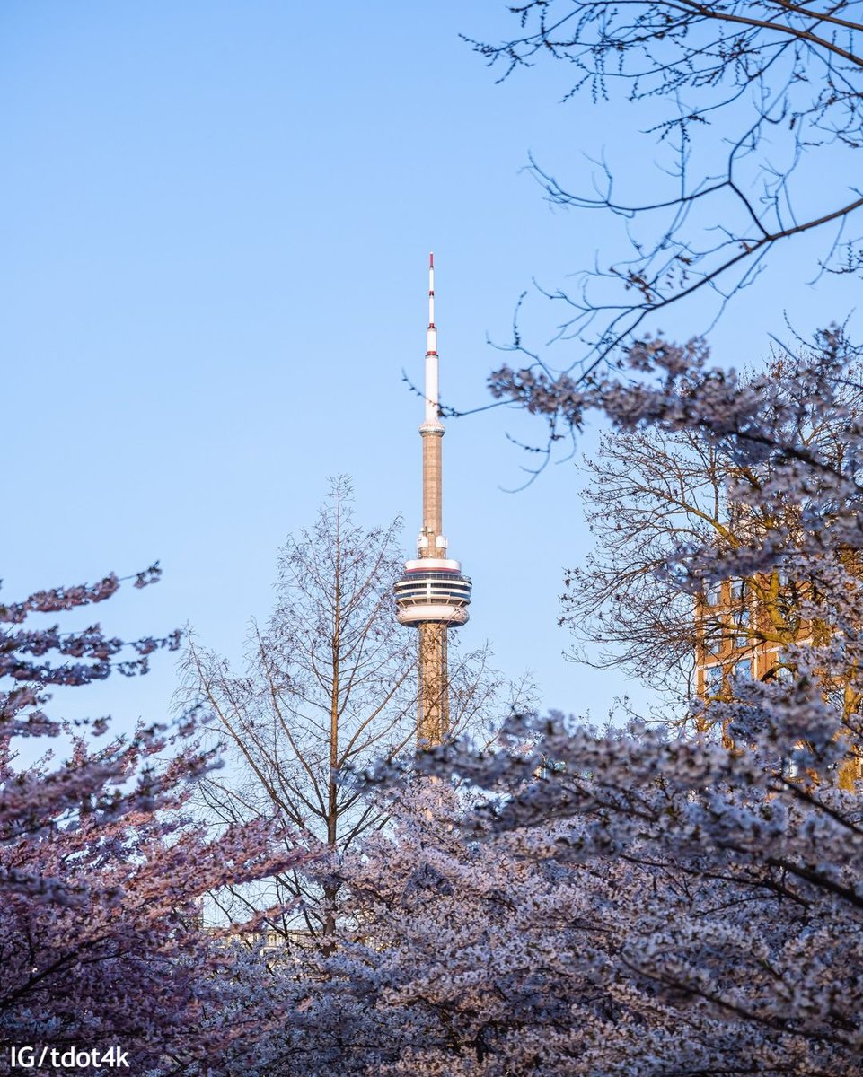 Toronto tweet picture