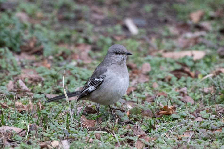 BirdingwithDrew's tweet photo. Where do you think the Northern Mockingbird gets it name from? The birds Latin name is Mimus polygottos, which translates to many-tongued mimic. This bird can mimic other birds, machinery, and music. A study in 2019 found that they can mimic up to 12 different species #birds #bwd https://t.co/oO7ykXoaZX