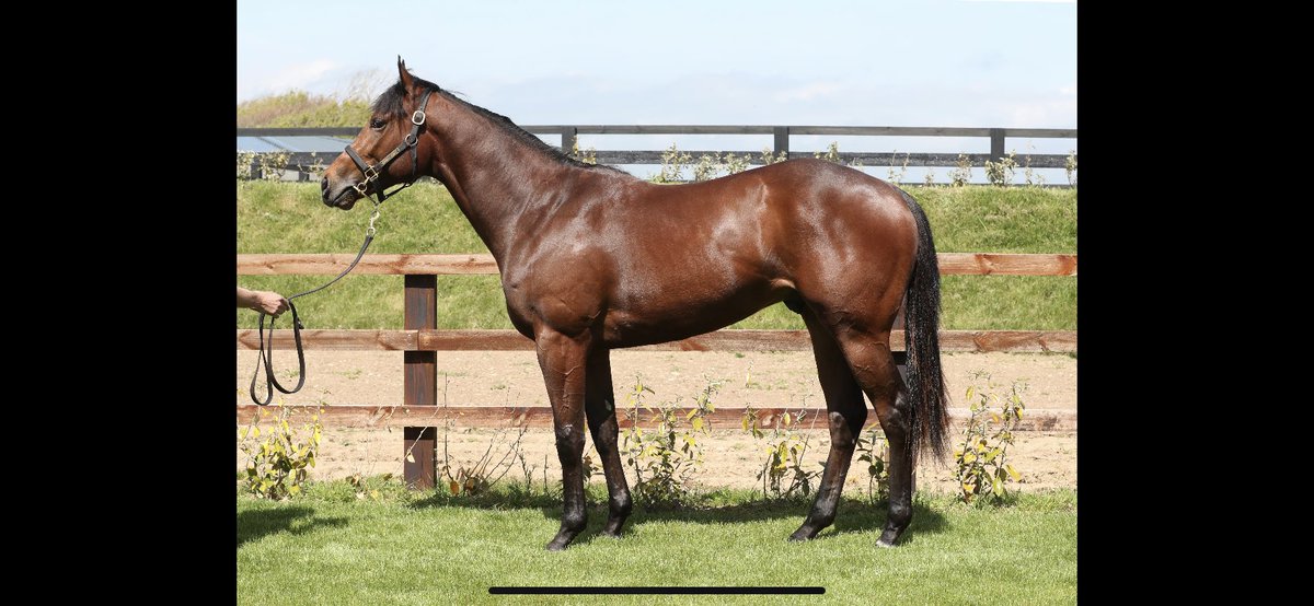 sazoconnell's tweet photo. Lot 124 from @longwaystables @InfoArqana @BrzUps by @AgaKhanStuds #Siyouni x full sister to #MeccasAngel https://t.co/8IdyK1Aj2I