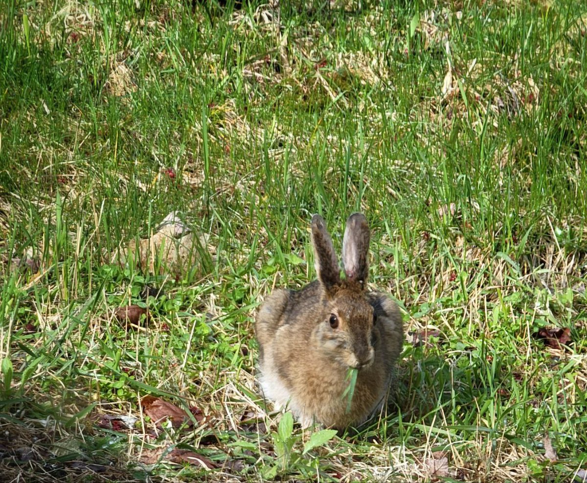 What am I supposed to do with all these hoodlums sneaking around in my yard??? 😡🤣

I'm currently enjoying my land and figuring out the details of my post-Kara life. I'm not going anywhere, but it's time to see how the pieces fit together. ❤️