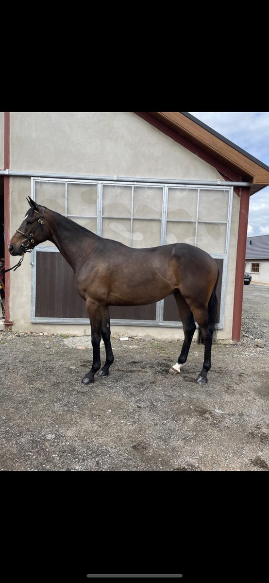 Lot 188 selling @tatts_ireland may sale
