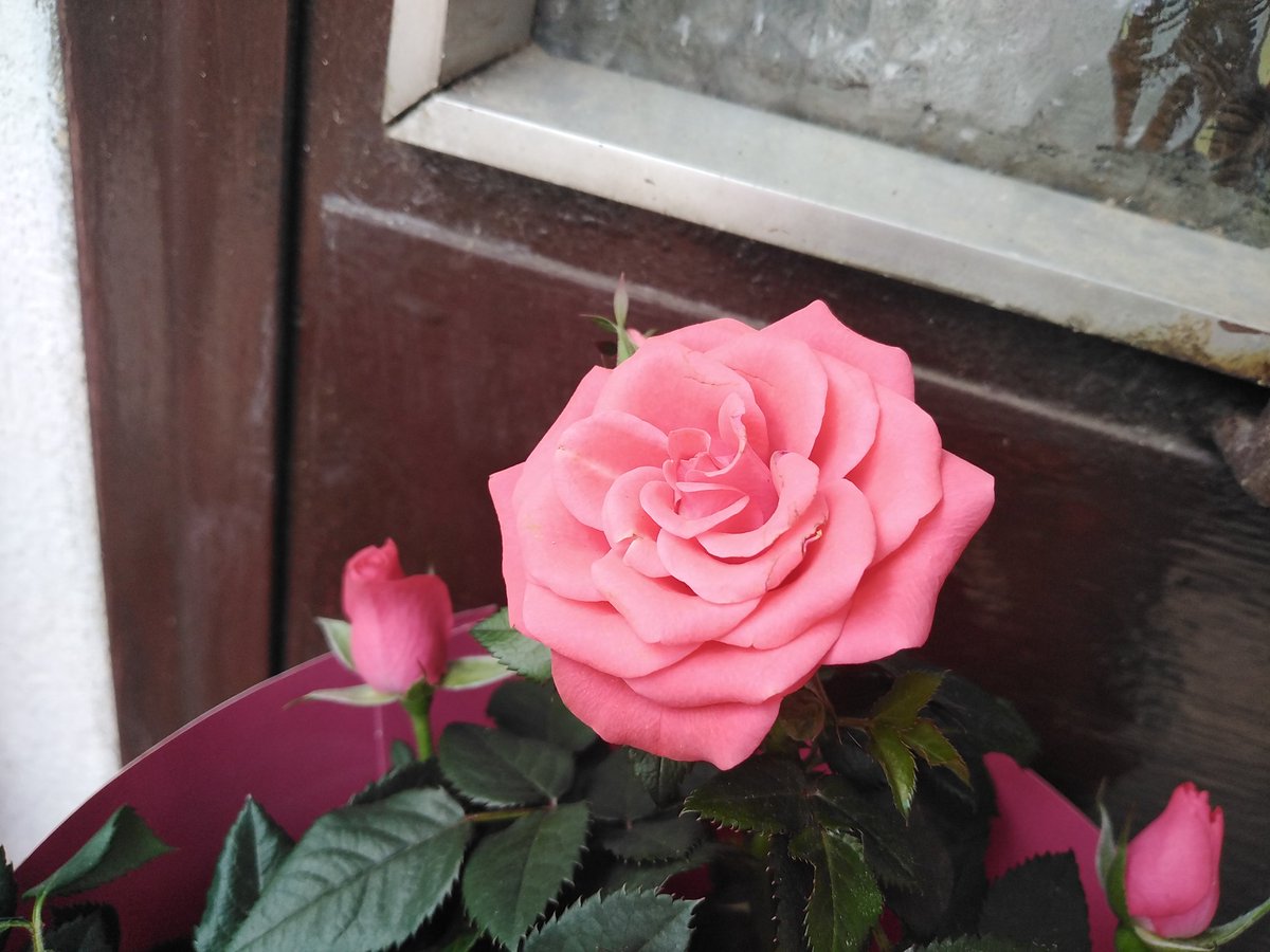 MartinaParise6's tweet photo. Rose 🌹

#photography #fotografia #istantanee #fotogrammi #igersitalia #igitaly https://t.co/M2JFMYC00V