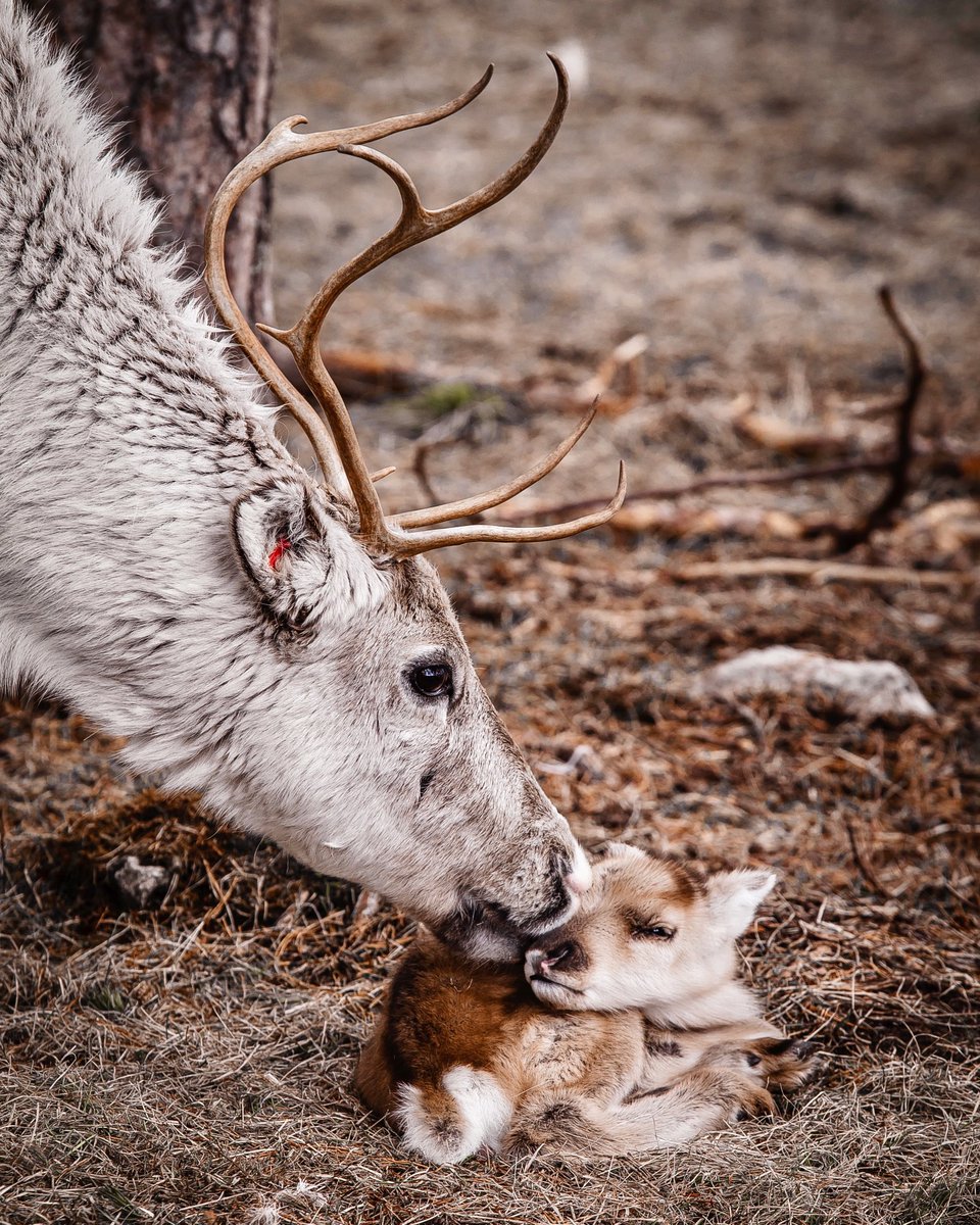 Happy Mother's Day, folks! Cherish your mothers! This mother &amp; #reindeer cub live at #SantaClausReindeer farm near the #ArcticCircle in #Lapland #Finland :)