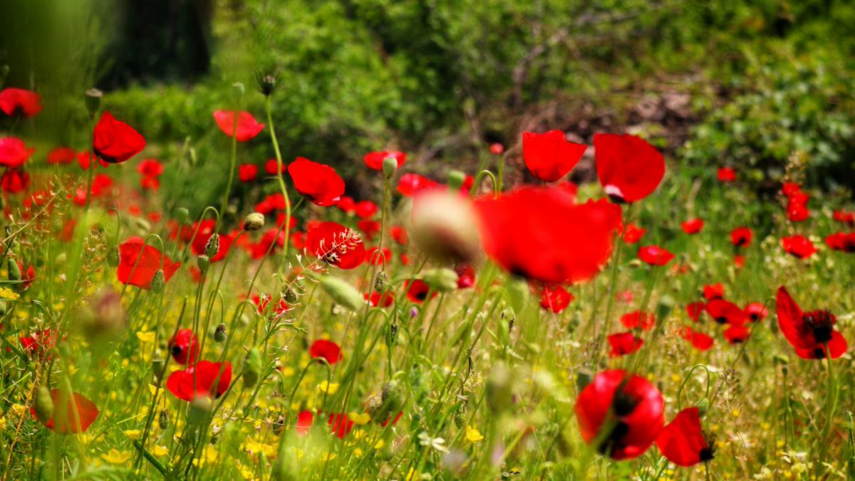 🌺Kahramanmaraş’ta gelincikler tarlaları süsledi.

trthaber.com/foto-galeri/ki…