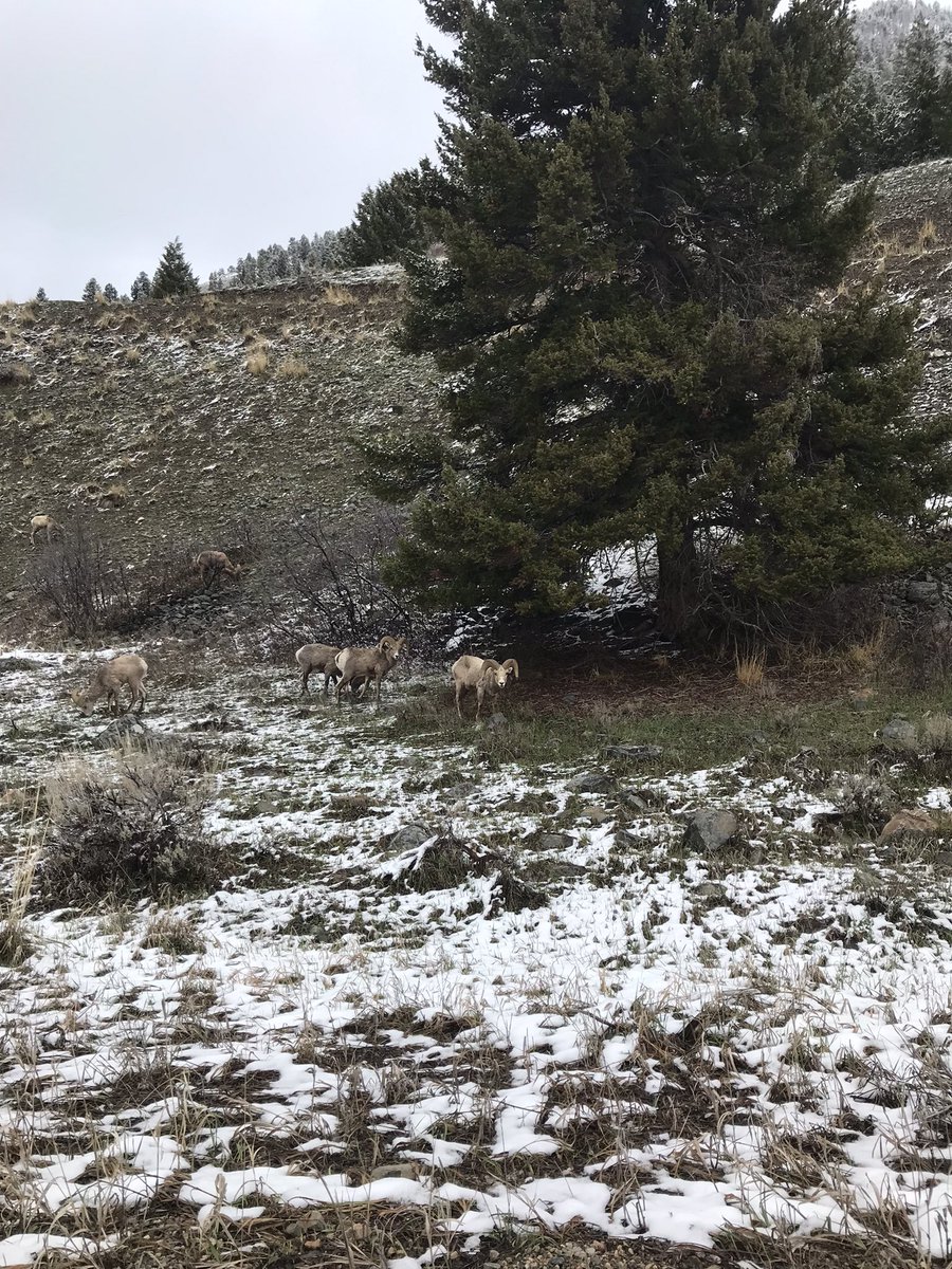 Spotted some pretty decent sized rams on my hike today, wish I had a proper camera to give these creatures some justice.