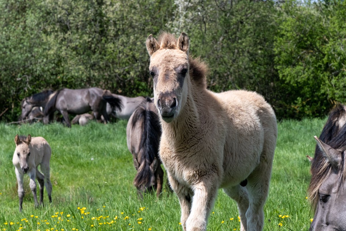 nigelgutgenug's tweet photo. Lovely to see these youngsters enjoying the sun at @WickenFenNT today.
#fujifilm #fujifilmxt3 #fujinon #wickenfen #fascinatingfens #outsideisfree #horses #konik #polskikonik #cambridgeshire https://t.co/oUlF3bcl11