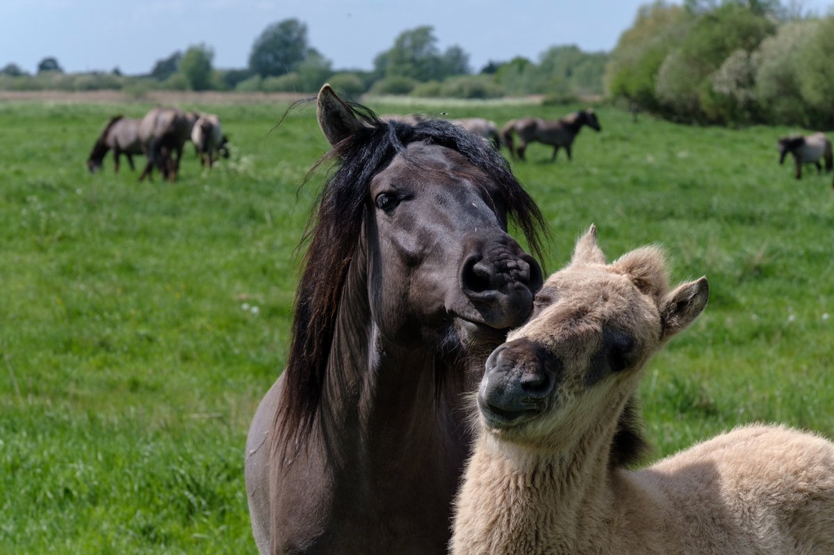 nigelgutgenug's tweet photo. Lovely to see these youngsters enjoying the sun at @WickenFenNT today.
#fujifilm #fujifilmxt3 #fujinon #wickenfen #fascinatingfens #outsideisfree #horses #konik #polskikonik #cambridgeshire https://t.co/oUlF3bcl11
