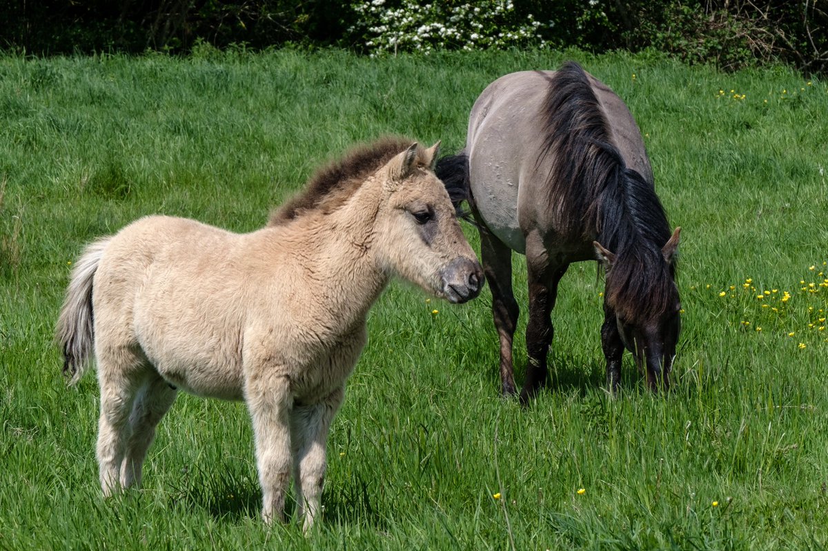 nigelgutgenug's tweet photo. Lovely to see these youngsters enjoying the sun at @WickenFenNT today.
#fujifilm #fujifilmxt3 #fujinon #wickenfen #fascinatingfens #outsideisfree #horses #konik #polskikonik #cambridgeshire https://t.co/oUlF3bcl11