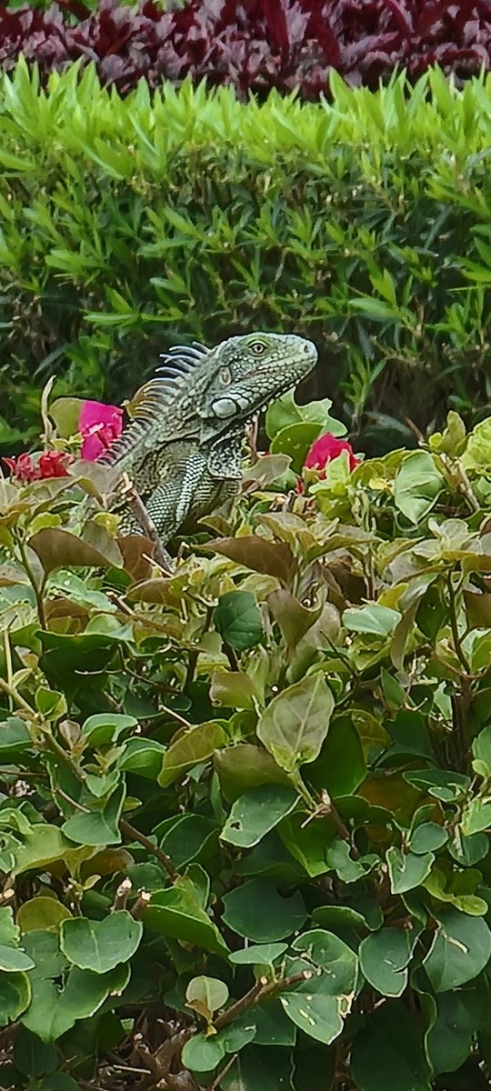 Lizards on holiday. Very cool.