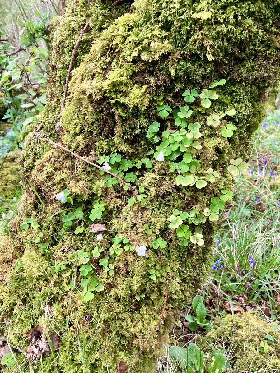 HughRaven's tweet photo. The footpath between Old #Ardtornish steading and #Inninmore is magical in May. Skirting the base of the cliffs opposite Ardtornish Castle (atop, in the words of #WalterScott, its frowning steep) it threads through dense #NativeWoods. Wood warbler, redstart and chiffchaff abound. https://t.co/mpAHww0rtp
