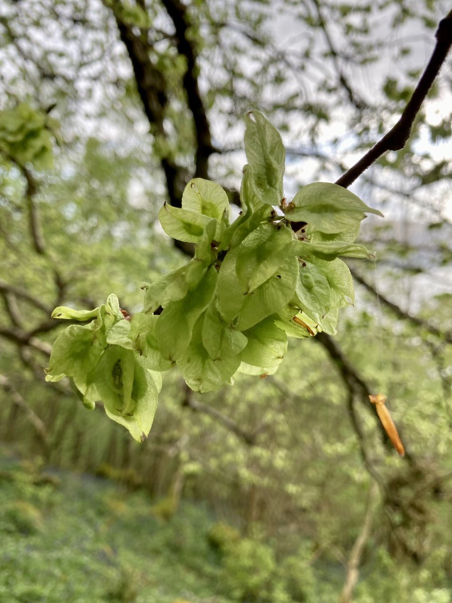 HughRaven's tweet photo. The footpath between Old #Ardtornish steading and #Inninmore is magical in May. Skirting the base of the cliffs opposite Ardtornish Castle (atop, in the words of #WalterScott, its frowning steep) it threads through dense #NativeWoods. Wood warbler, redstart and chiffchaff abound. https://t.co/mpAHww0rtp