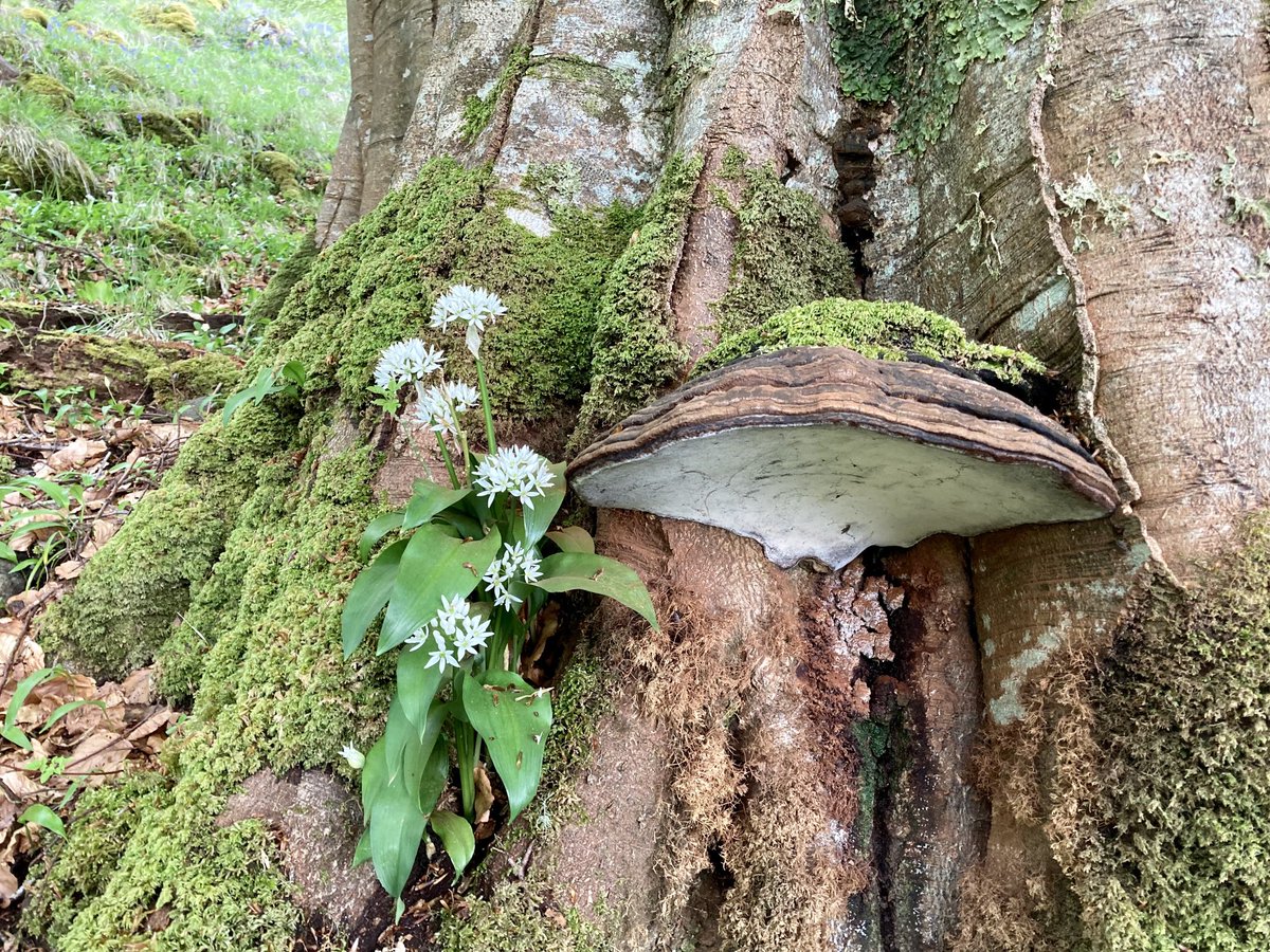 HughRaven's tweet photo. The footpath between Old #Ardtornish steading and #Inninmore is magical in May. Skirting the base of the cliffs opposite Ardtornish Castle (atop, in the words of #WalterScott, its frowning steep) it threads through dense #NativeWoods. Wood warbler, redstart and chiffchaff abound. https://t.co/mpAHww0rtp