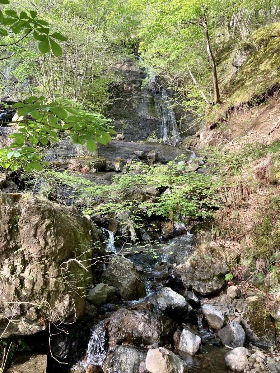 HughRaven's tweet photo. The footpath between Old #Ardtornish steading and #Inninmore is magical in May. Skirting the base of the cliffs opposite Ardtornish Castle (atop, in the words of #WalterScott, its frowning steep) it threads through dense #NativeWoods. Wood warbler, redstart and chiffchaff abound. https://t.co/mpAHww0rtp