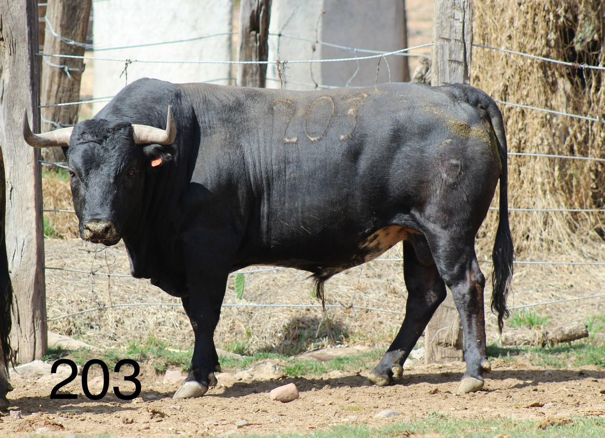 Toro #203 Aguascalientes