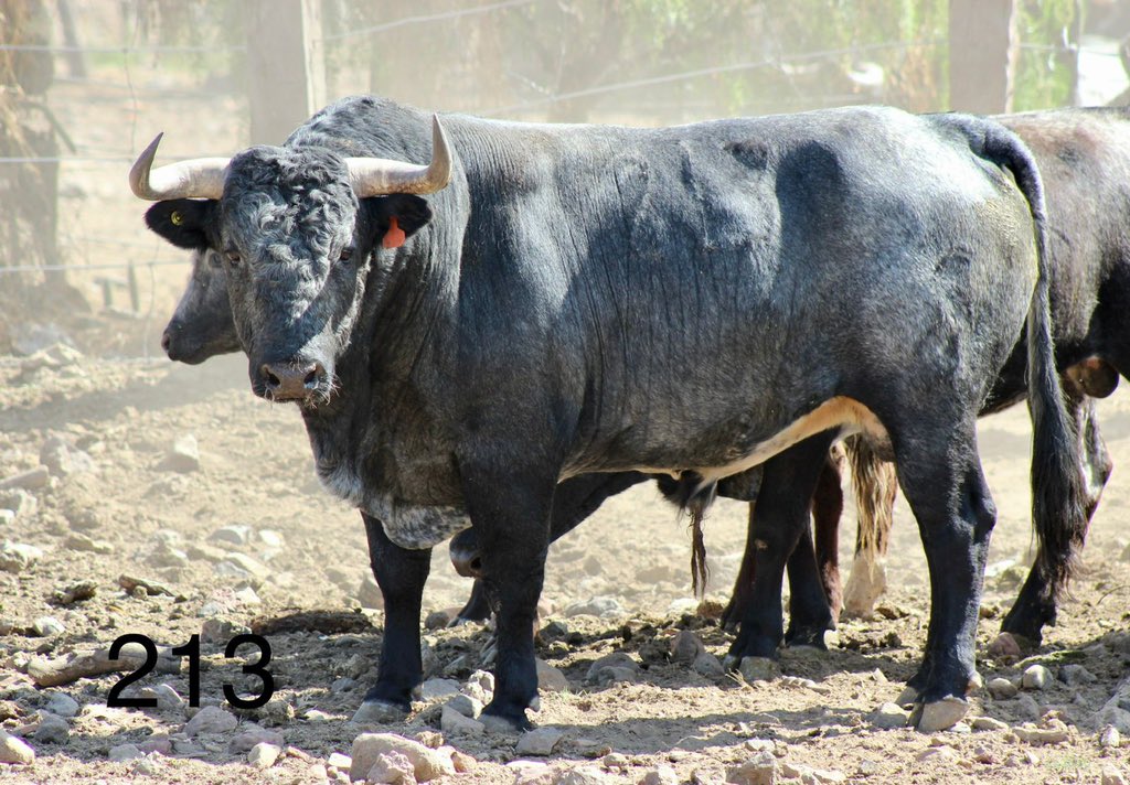 Toro #213 Aguascalientes
